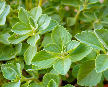 Folhas de boldo frescas.