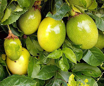 Frutos de maracujá maduros.