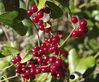Raízes de salsaparrilha.